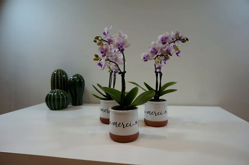 Pots d’orchidées imprimés « merci »